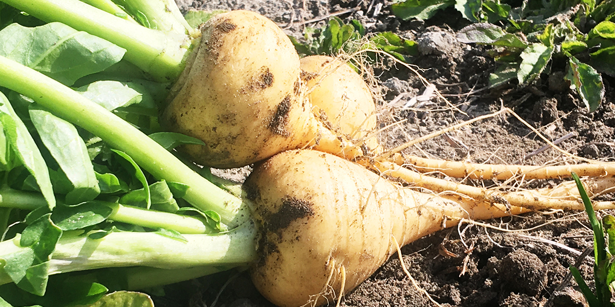 食べたら笑顔になる野菜を目標に生産してます！