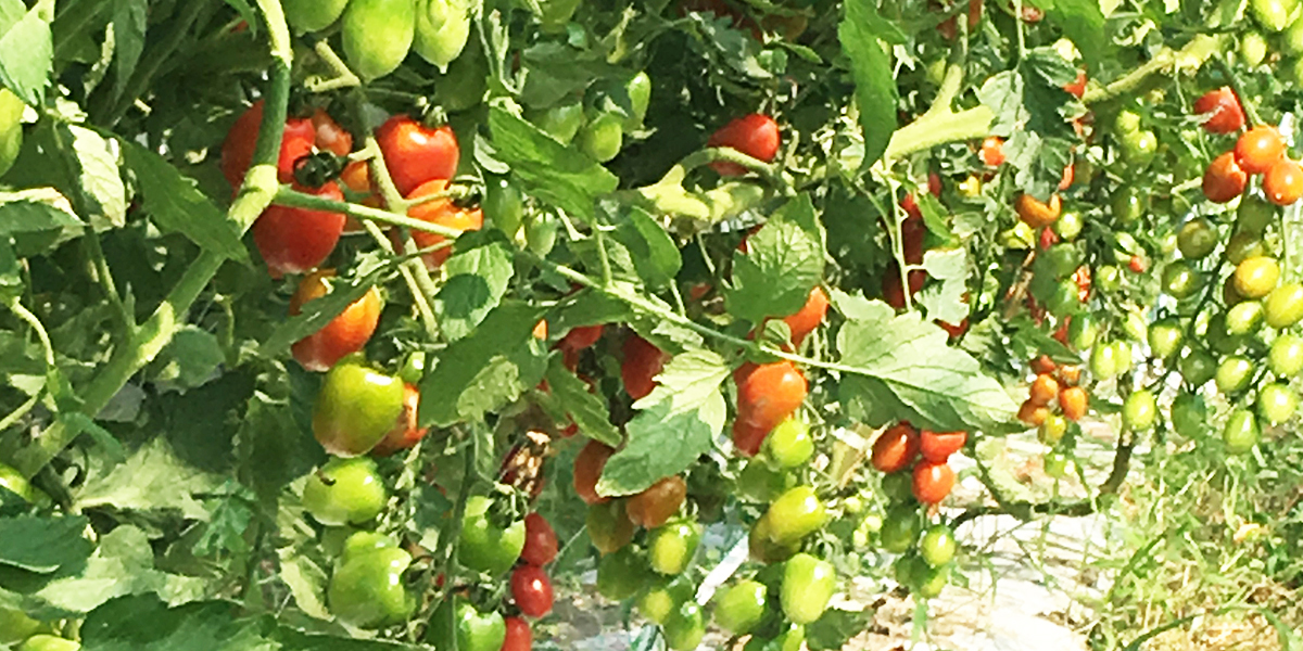 食べたら笑顔になる野菜を目標に生産してます！